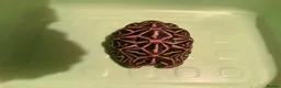 Tortoise reptiles for sale: INDIAN STAR TORTOISE - Advert 2