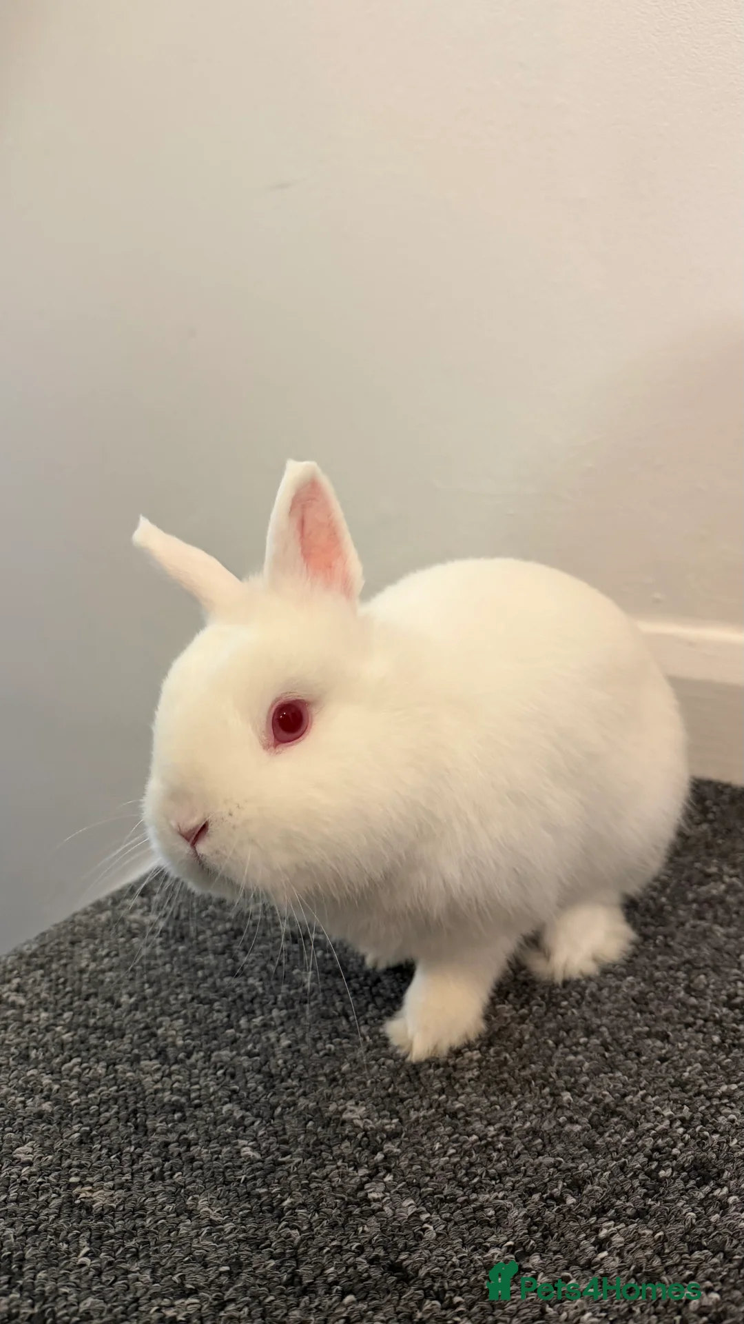 Dwarf Hotot rabbits for sale: Rabbit needs rehoming  - Advert 5