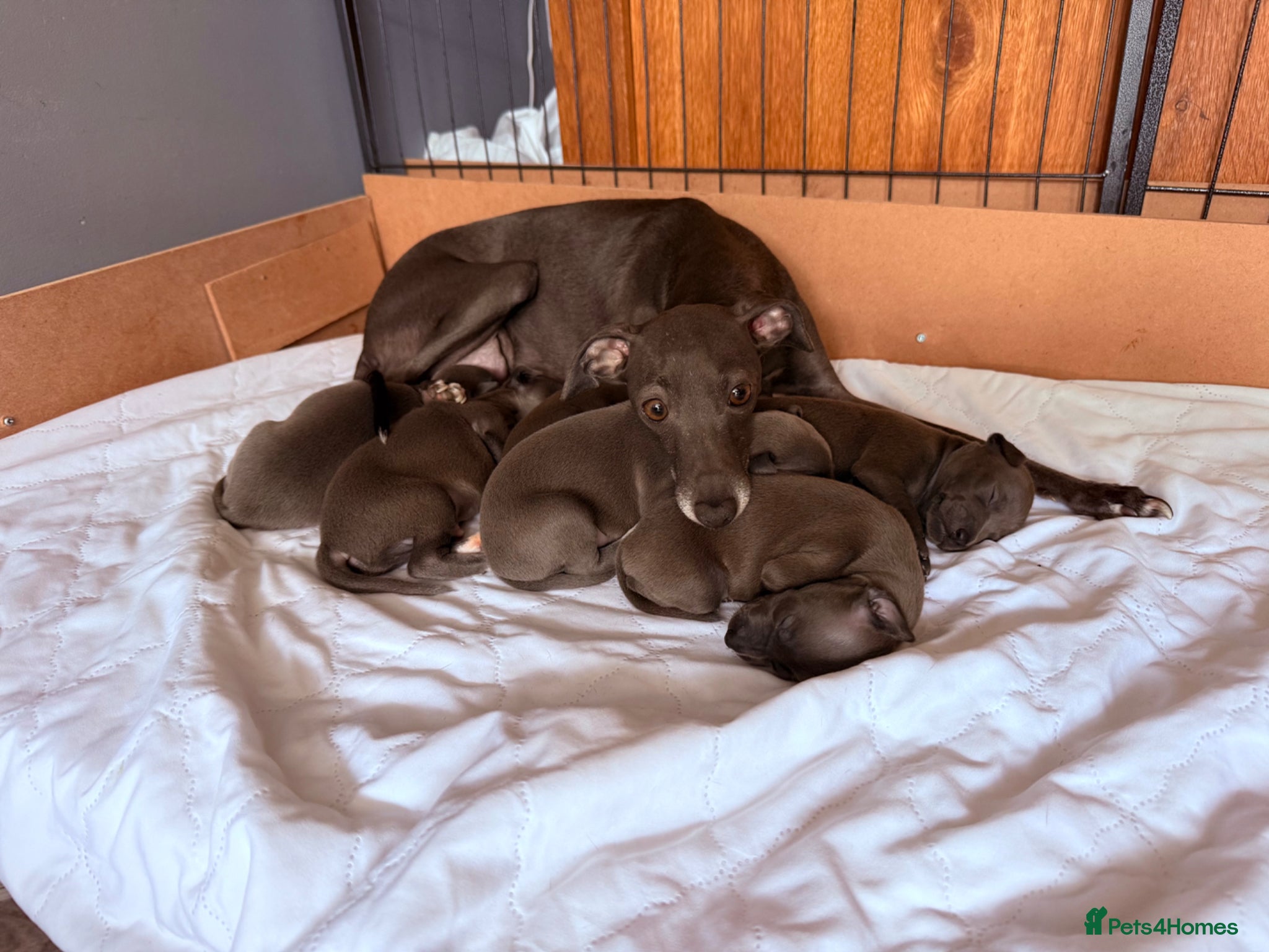 Italian Greyhound dogs 5  Stunning KC Italian Greyhound Puppies  - Advert 11