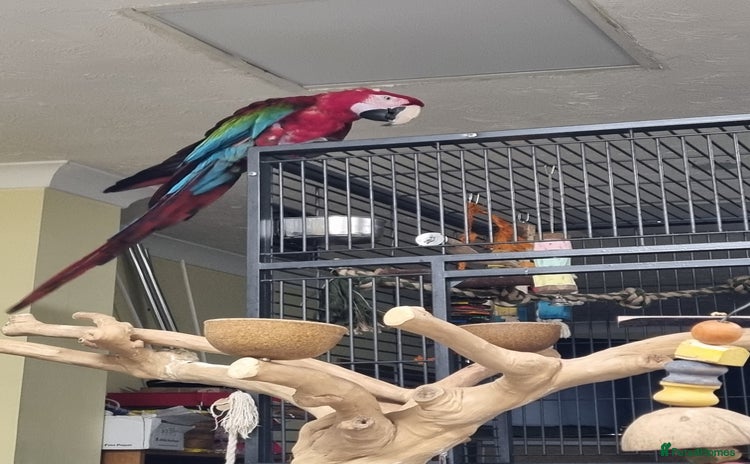 Macaws birds - Advert 1