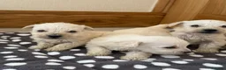 Westiepoo dogs for sale: Westie-poos in Middlesbrough - Advert 6