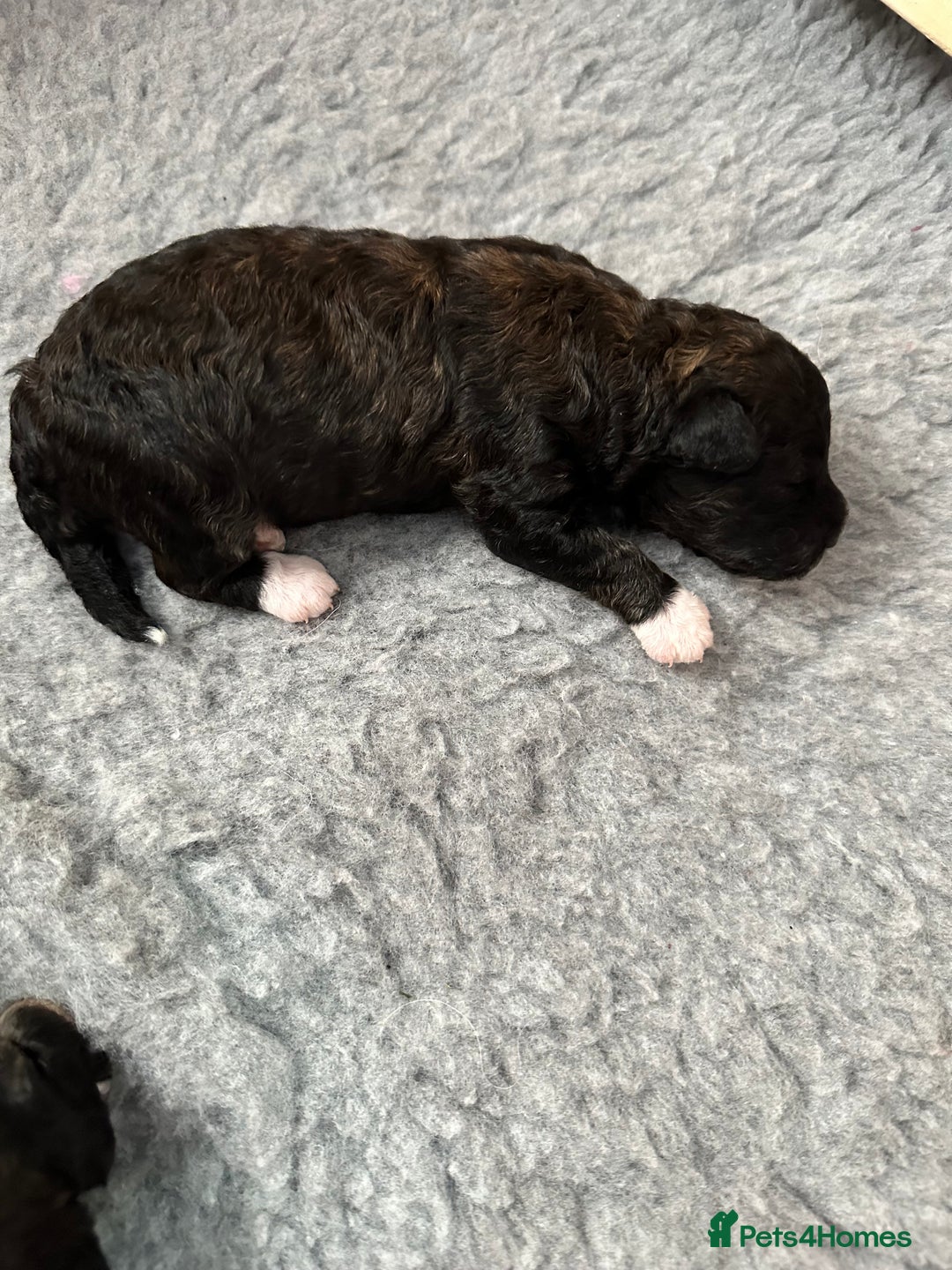 Poochon dogs for sale: Poochon puppies  - Image 26