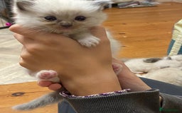 Ragdoll cats for sale: Beautiful Blue Point Ragdoll kittens - Image 7