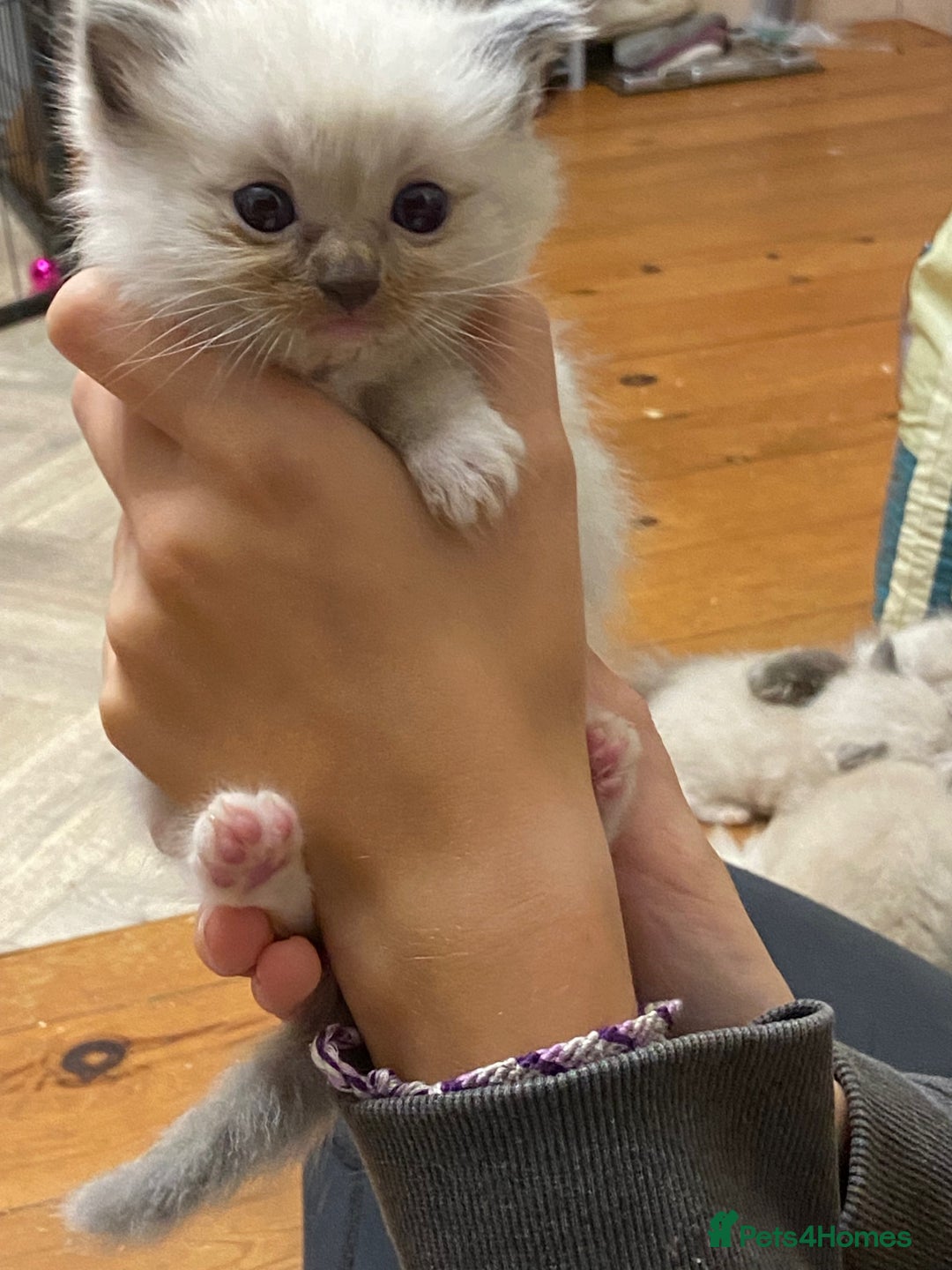 Ragdoll cats for sale: Beautiful Blue Point Ragdoll kittens - Image 7