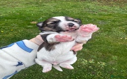 Yorkshire Terrier dogs for sale: Yorkshire terrier puppies - Image 12