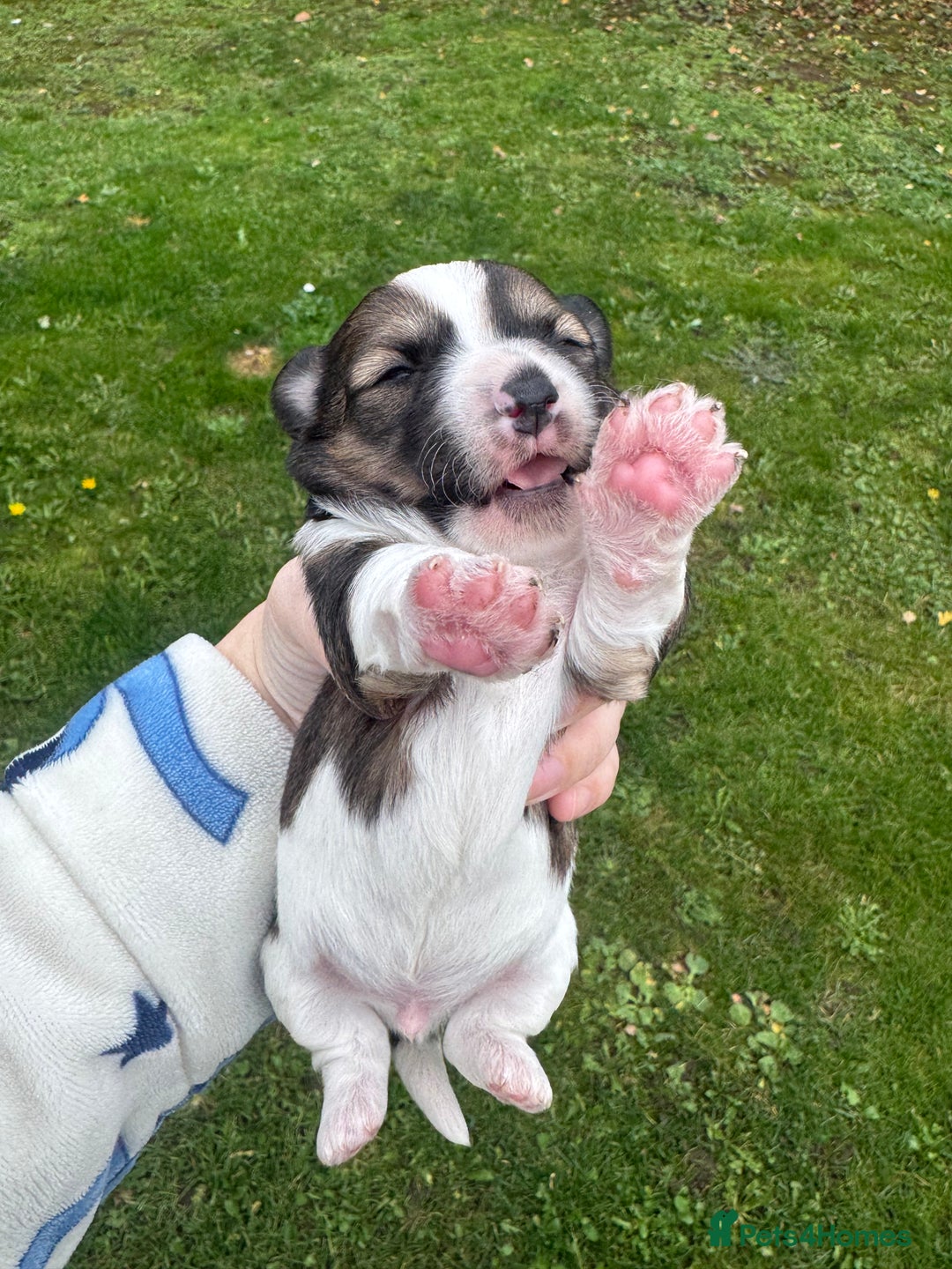 Yorkshire Terrier dogs for sale: Yorkshire terrier puppies - Image 12