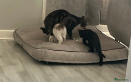 Mixed Breed cats for sale: Stunning Female Black Kitten  - Advert 2