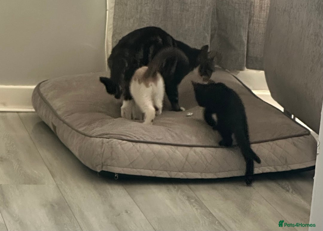 Mixed Breed cats for sale: Stunning Female Black Kitten  - Advert 2