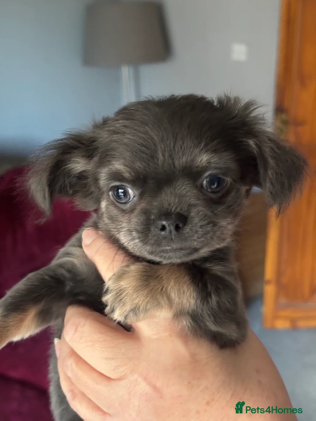 Chihuahua dogs for sale: Only 3 KC Registered perfect boys available  - Advert 20