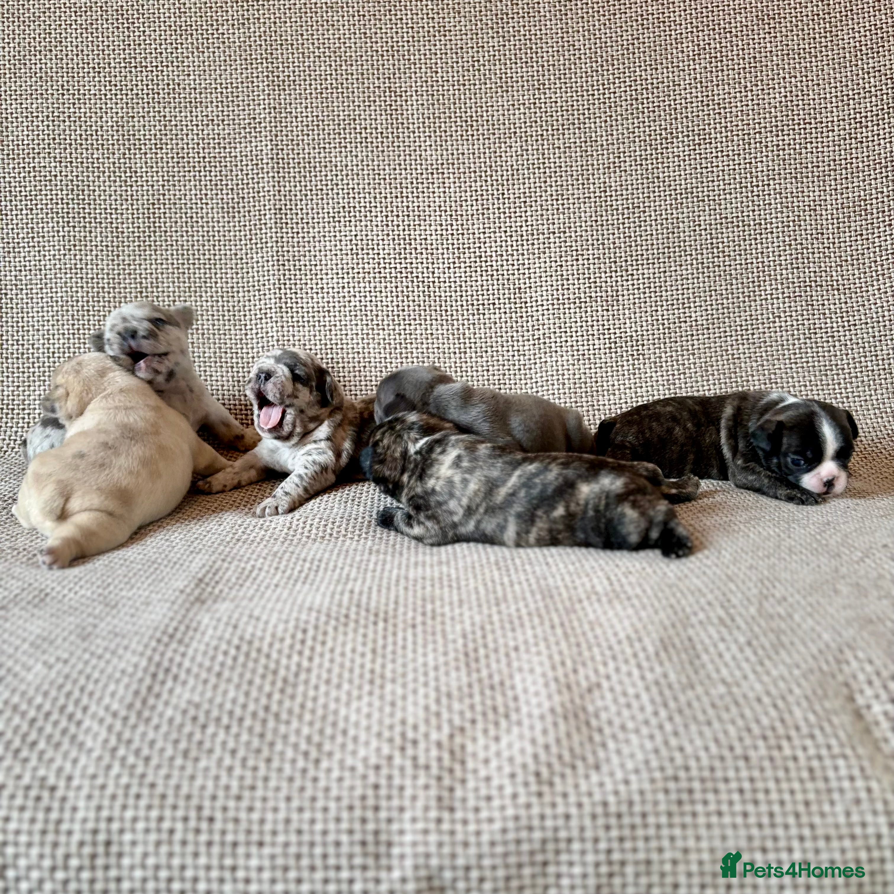 French Bulldog dogs Beautiful Blue-Eyed French Bulldog Puppies - Advert 2