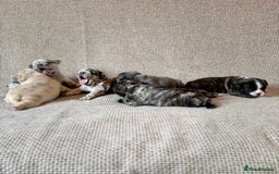 French Bulldog dogs for sale: Beautiful Blue-Eyed French Bulldog Puppies - Image 1