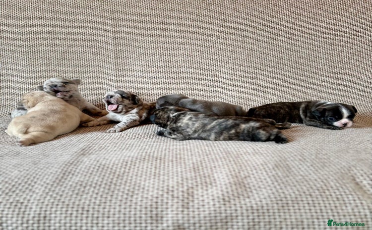 French Bulldog dogs - Advert 2