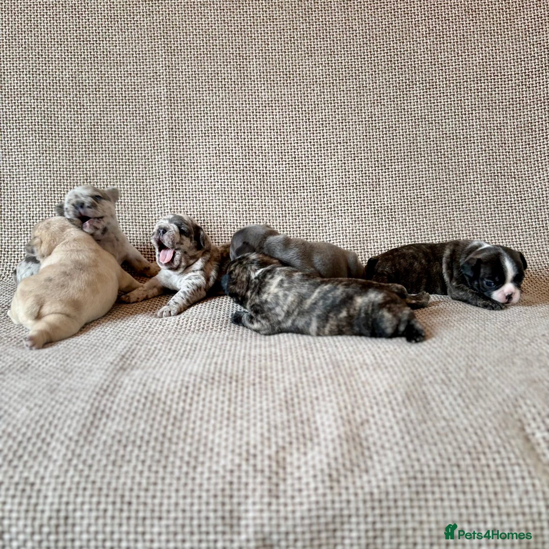 French Bulldog dogs for sale: Beautiful Blue-Eyed French Bulldog Puppies - Image 1