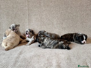 French Bulldog dogs for sale - Advert 1