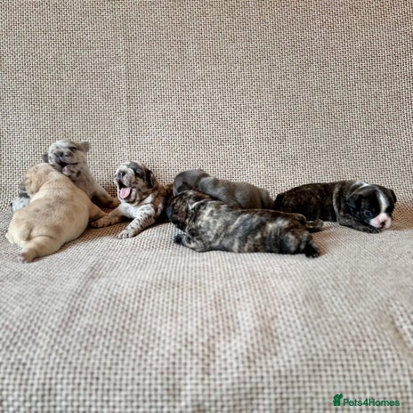 French Bulldog dogs - Advert 2