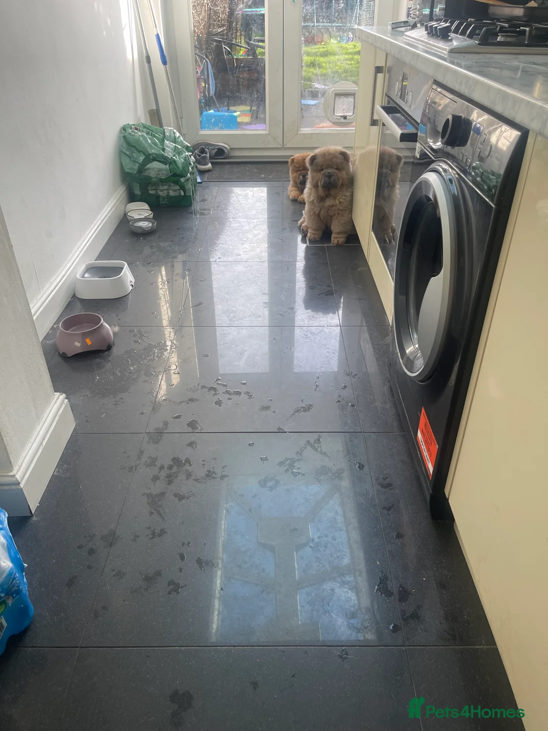 Chow Chow dogs for sale:  Chow chow  - Advert 14