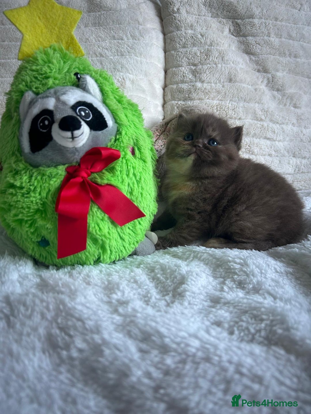 British Shorthair cats for sale: GCCF BRITISH SHORTHAIR KITTENS - Advert 16