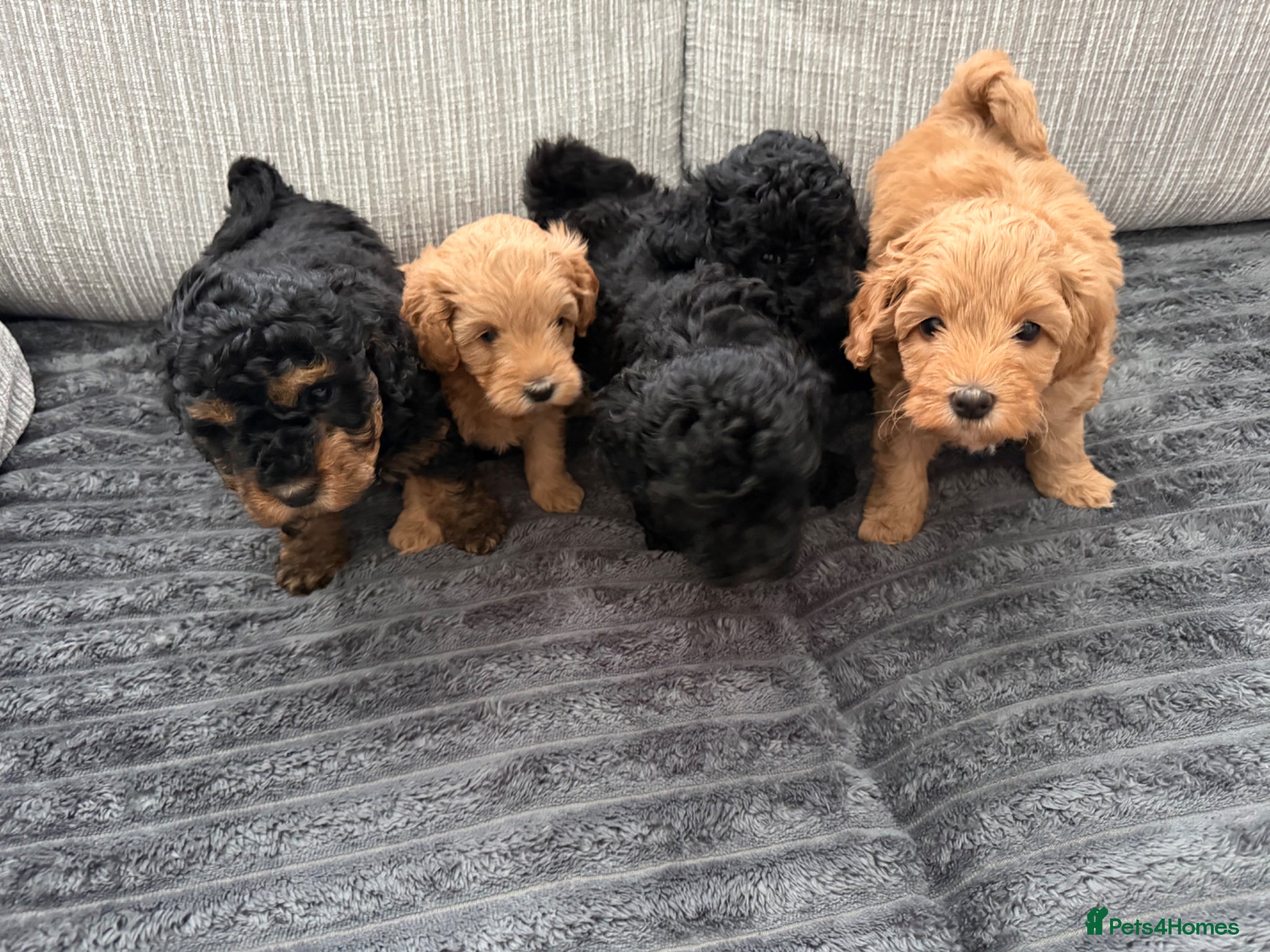 Schnoodle dogs Beautiful Schnoodle x Miniature Poodle Pups  - Advert 6