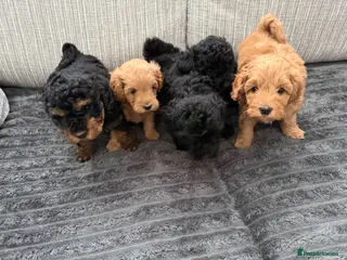 Schnoodle dogs Beautiful Schnoodle x Miniature Poodle Pups - Advert 6