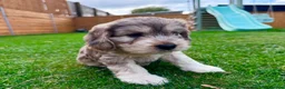 Mixed Breed dogs for sale: Beautiful Schnoodle Babies 🐾🐾🐾 - Advert 13