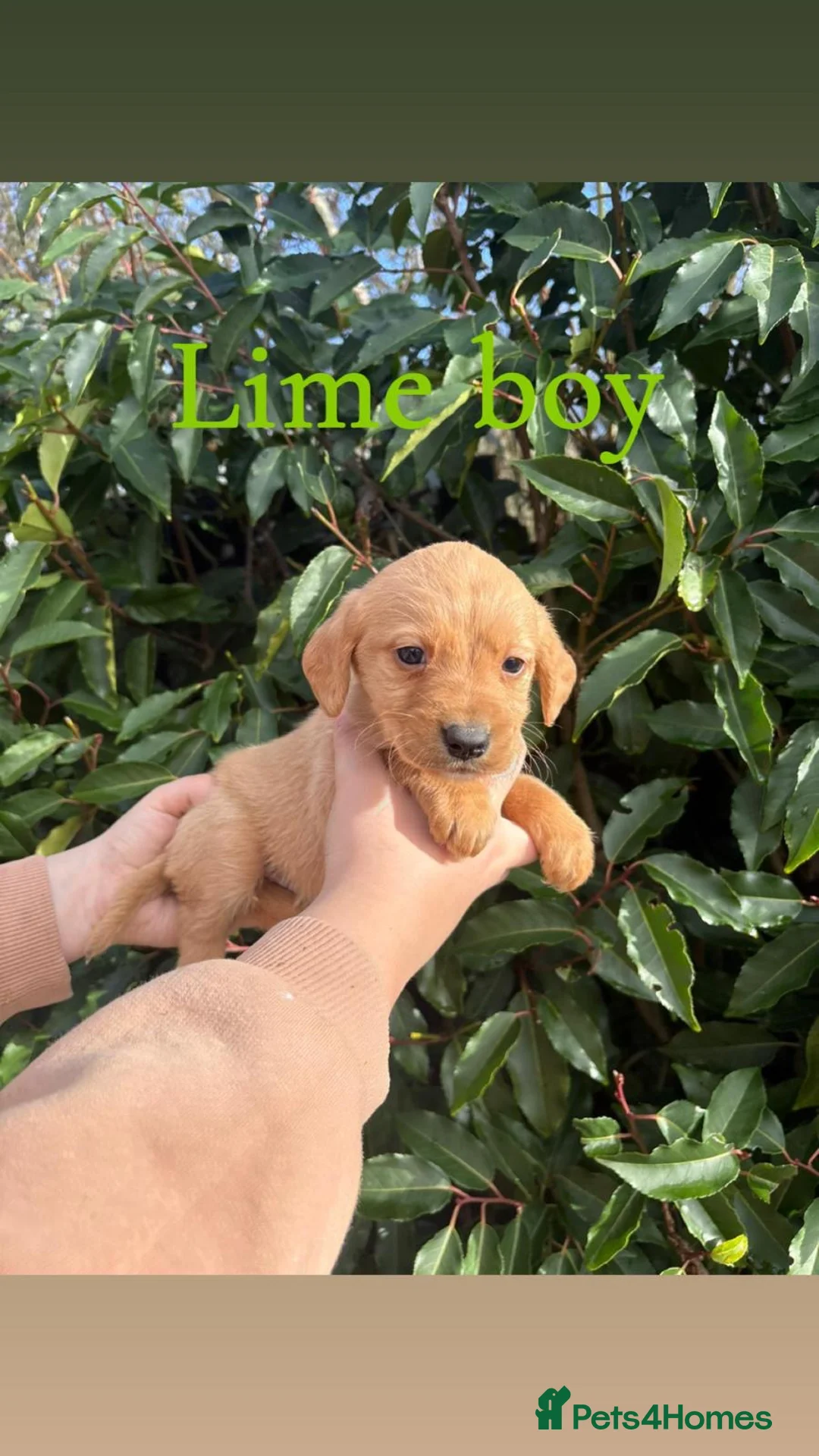 Cockerdor dogs for sale: Labrador x cocker spaniel pups - Advert 3