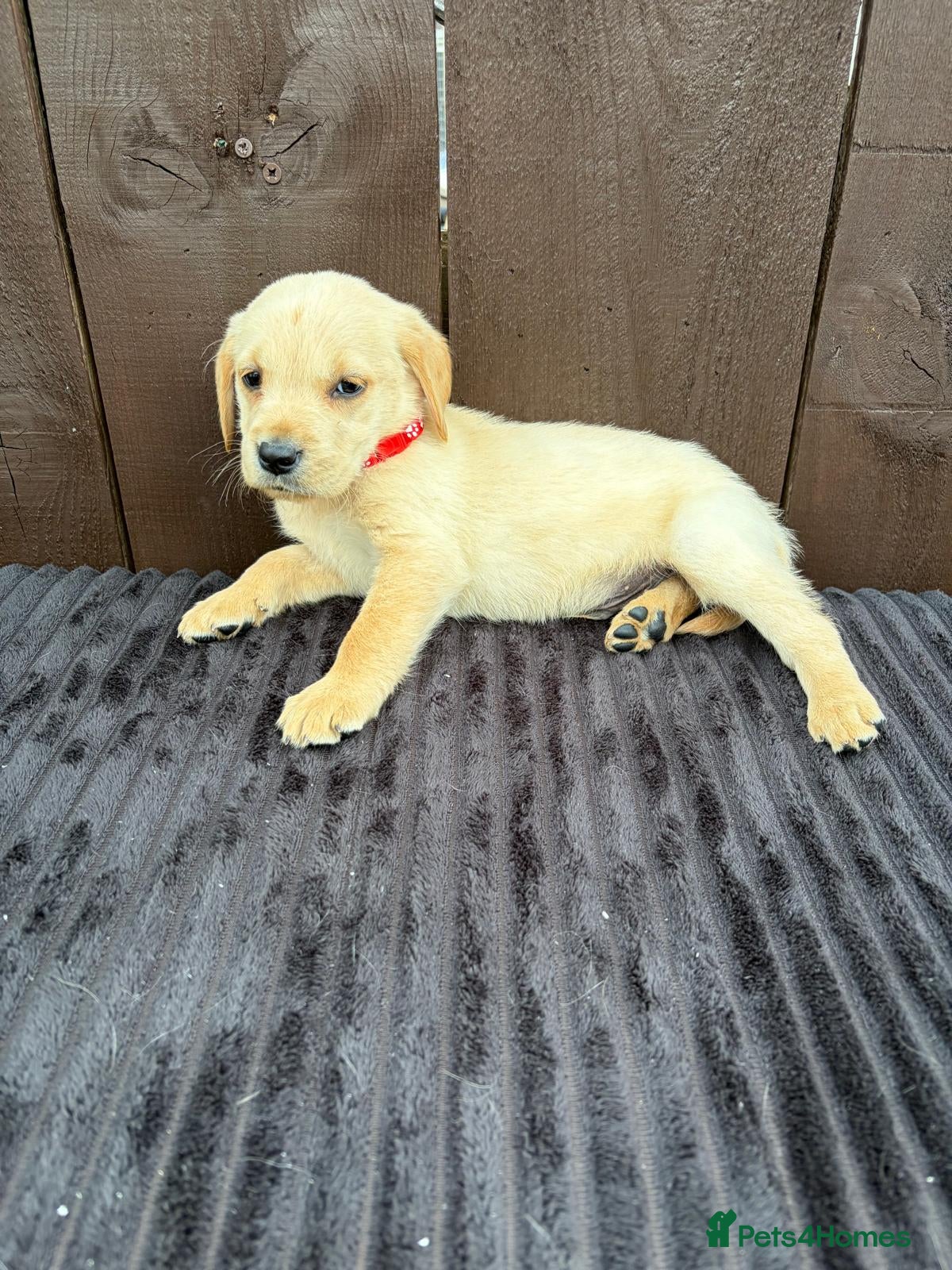Goldador dogs Goldador puppies 9 available  - Advert 2