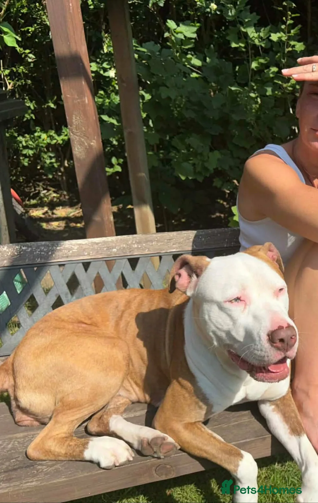 Mixed Breed dogs for sale: Xl bully mixed with red nose - Advert 2