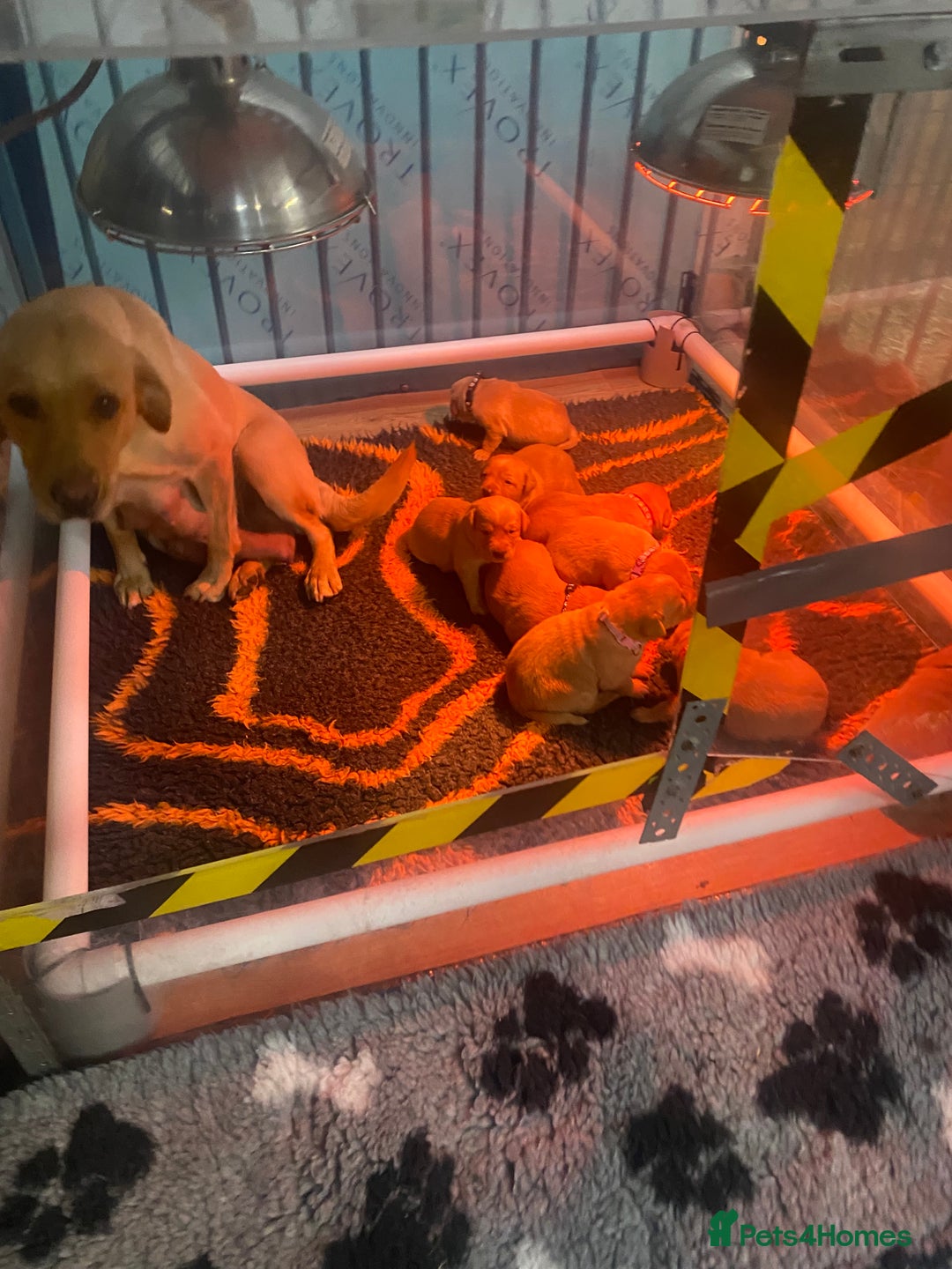 Labrador Retriever dogs for sale: Stunning Litter from working parents KC reg - Image 2