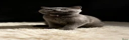 British Shorthair cats for sale: READY NOW 💙 Blue British Shorthair Kittens 💙 - Advert 28