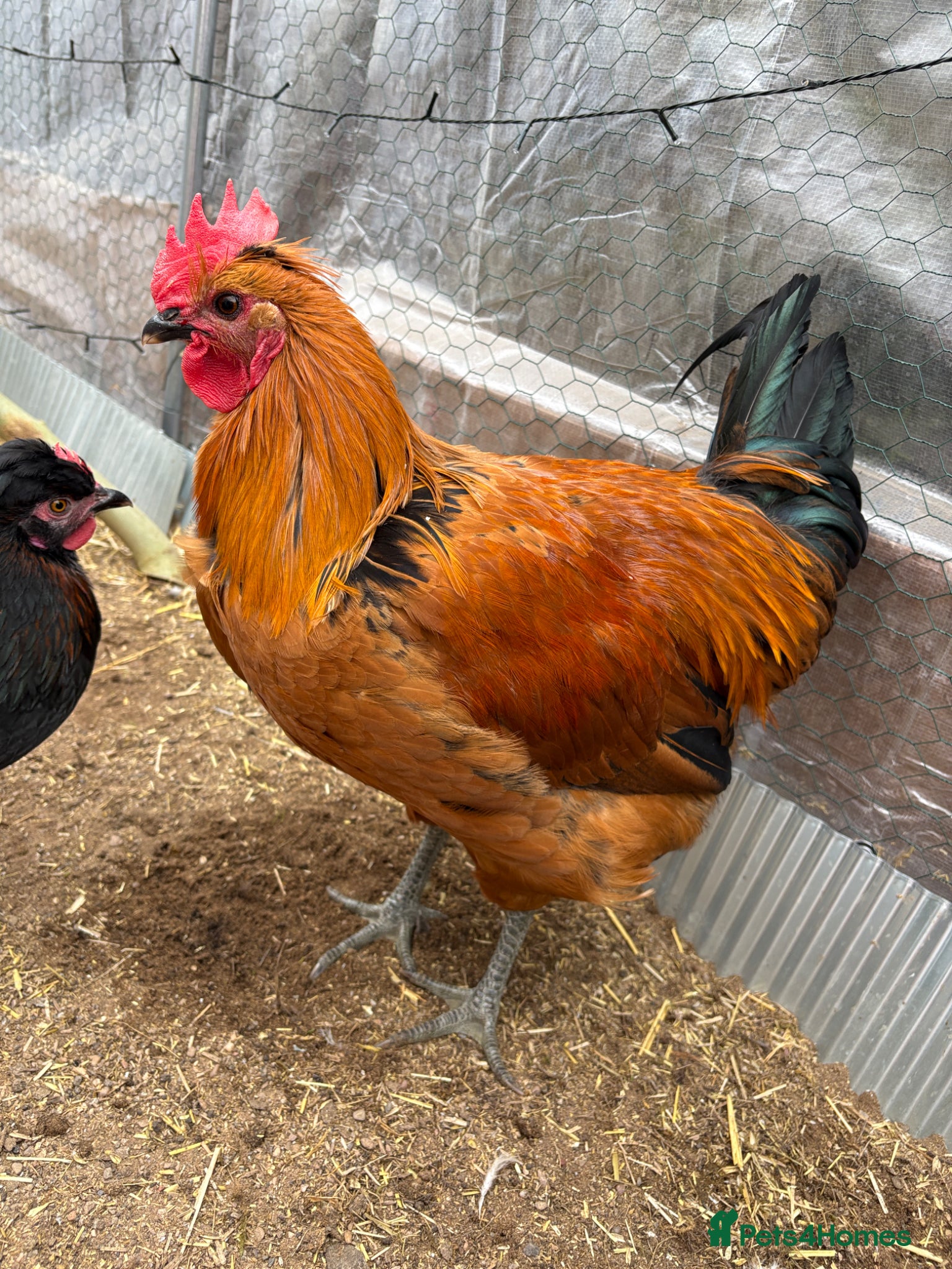 Chickens poultry friendly rooster  - Advert 1