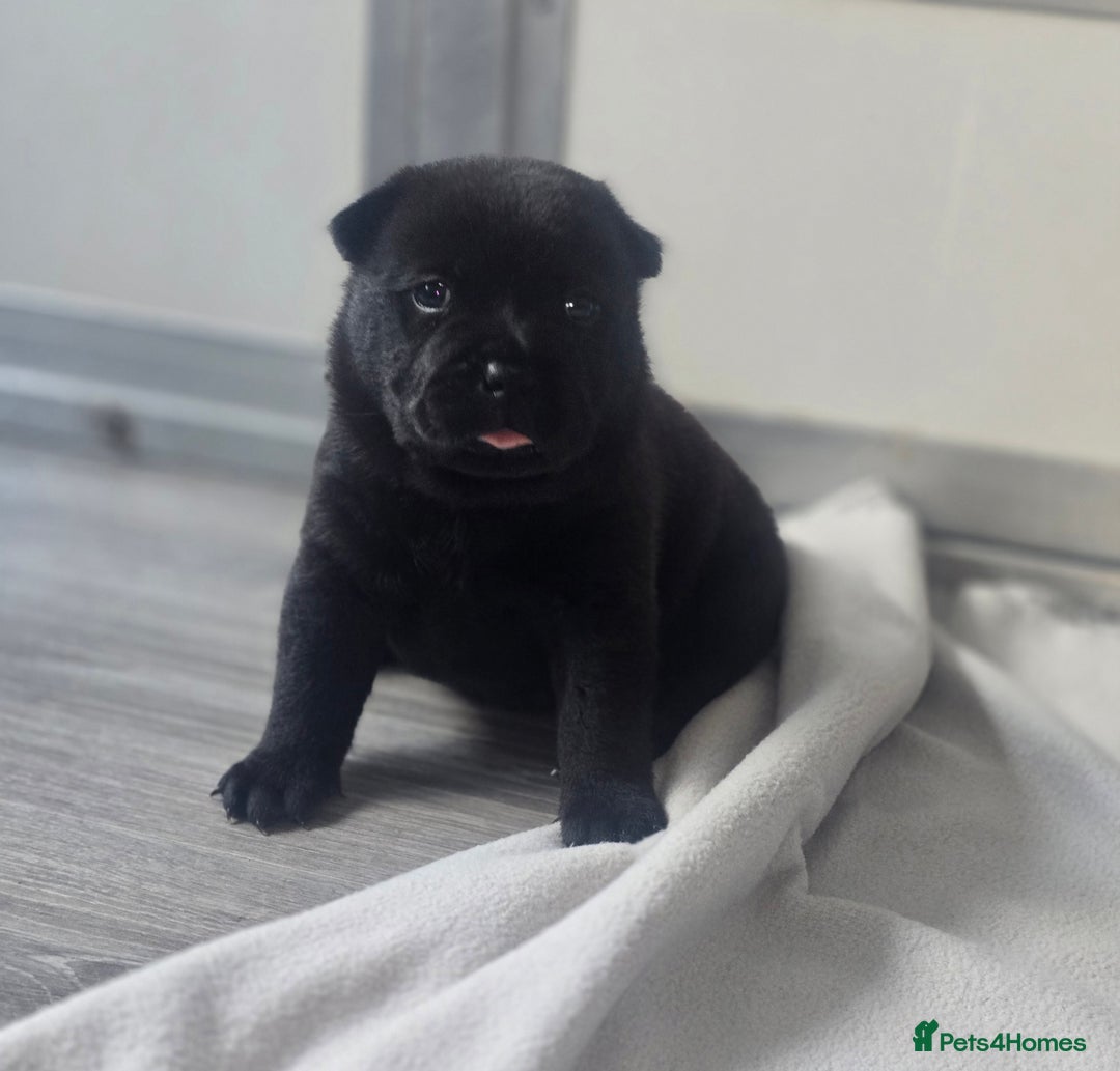 Mixed Breed dogs for sale: Chaffy puppies - Advert 5