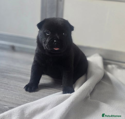 Mixed Breed dogs - Advert 8