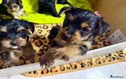 Yorkshire Terrier dogs for sale: Miniature Yorkshire terrier puppies  - Image 5