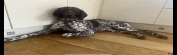 German Shorthaired Pointer dogs for sale: Premium GSP Puppies from Award-Winning Bloodlines - Advert 11