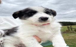 Border Collie dogs for sale: 2 collie pups for sale  - Image 5