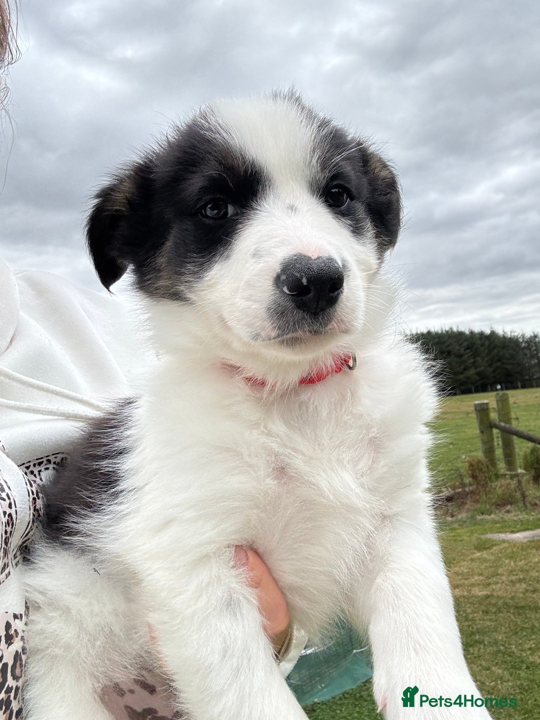 Border Collie dogs for sale: 2 collie pups for sale  - Image 5