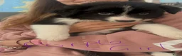 Border Collie dogs for sale: Border collie puppies in Tranent - Advert 31