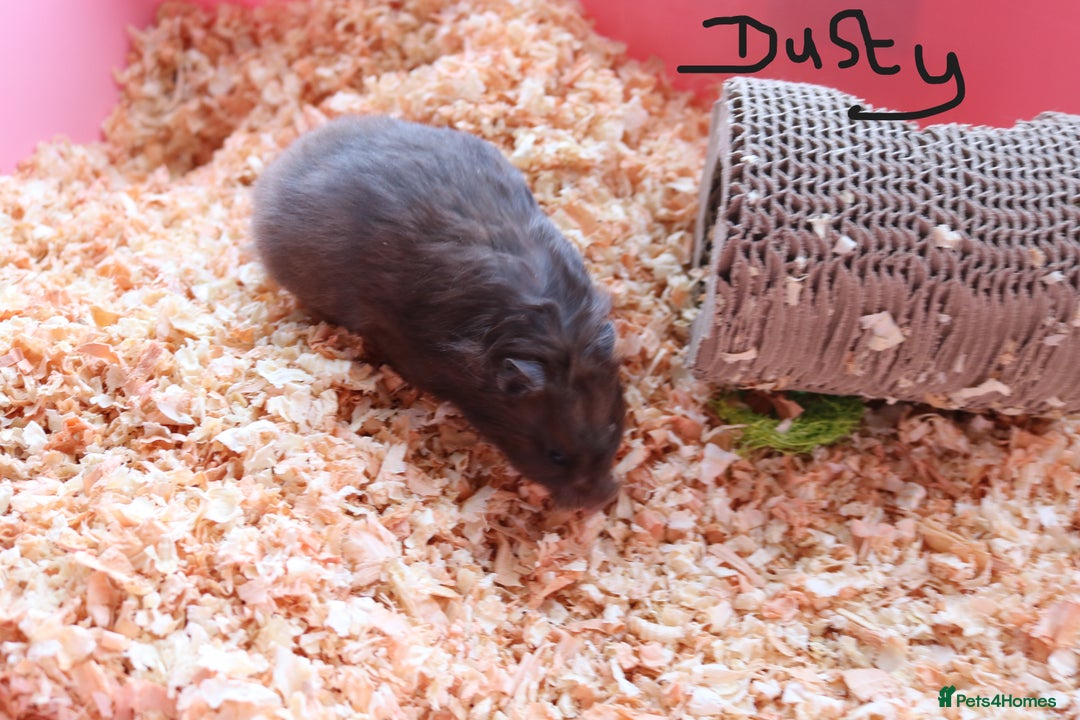 Hamster rodents for sale: Syrian Hamsters - various ages and cage - Image 12