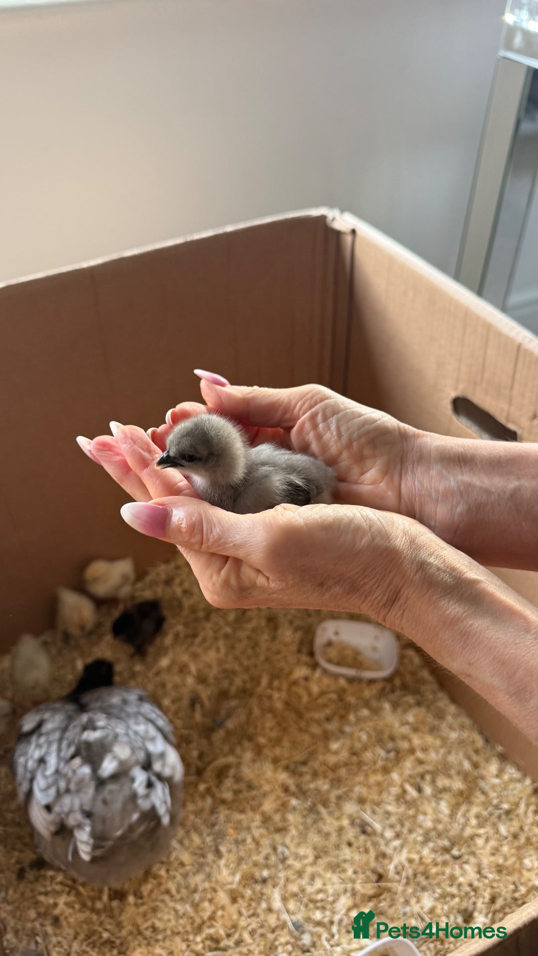 Chickens poultry 🐥6 GORGEOUS ONE WEEK OLD SILKIE CHICKS AVAILABLE - Advert 2