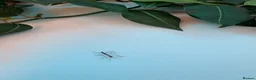 Stick Insects invertebrates for sale: Baby Indian stick insects 🐜 - Advert 3