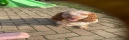 Cocker Spaniel dogs for sale: Boy cocker spaniel  - Advert 5
