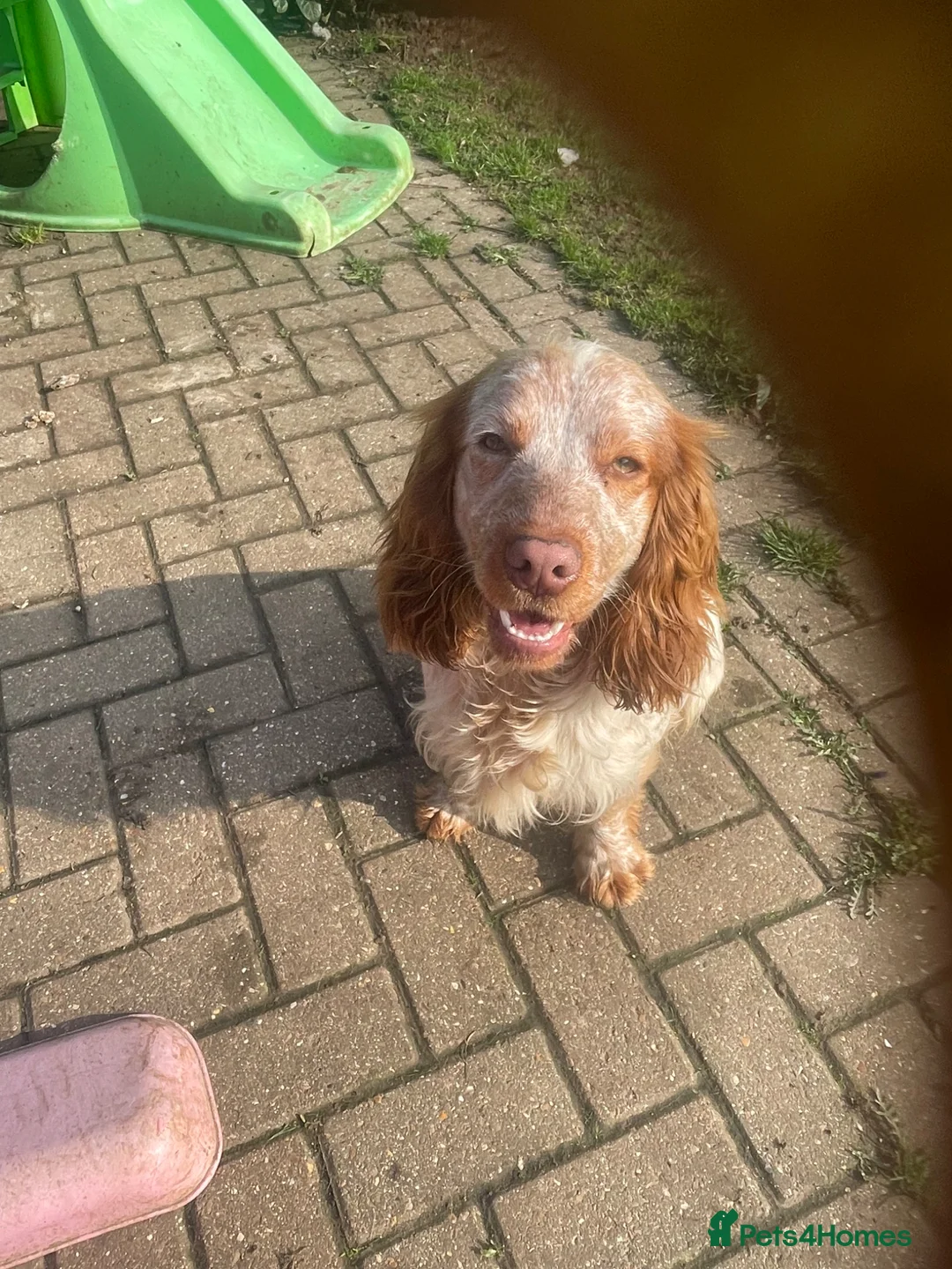Cocker Spaniel dogs for sale: Boy cocker spaniel  - Advert 5