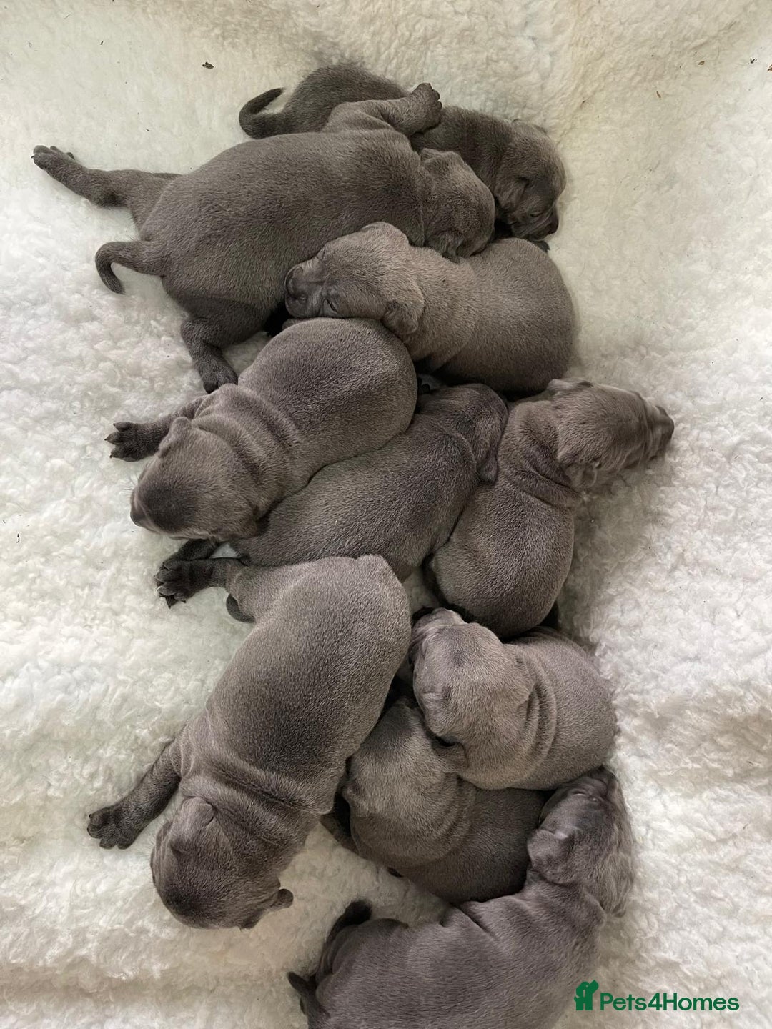 Staffordshire Bull Terrier dogs for stud: PRINCE- SOLID BLUE CHAMPION BRED in Smethwick - Advert 12