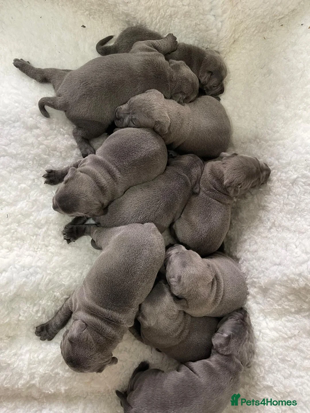 Staffordshire Bull Terrier dogs for stud: PRINCE- SOLID BLUE CHAMPION BRED in Smethwick - Advert 12