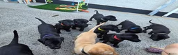 Labrador Retriever dogs for sale: Lovely Labrador puppy’s  ready to go  - Advert 4