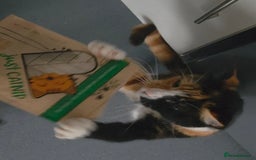 Domestic Shorthair cats for sale: Domestic Shorthair - Tortie Colouring - Advert 6