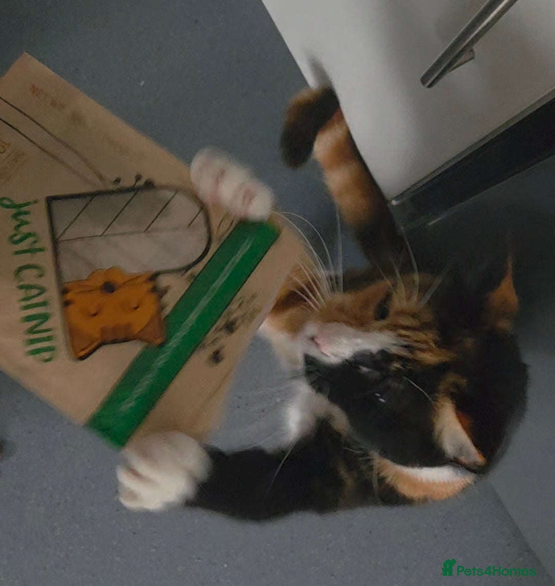 Domestic Shorthair cats for sale: Domestic Shorthair - Tortie Colouring - Advert 6