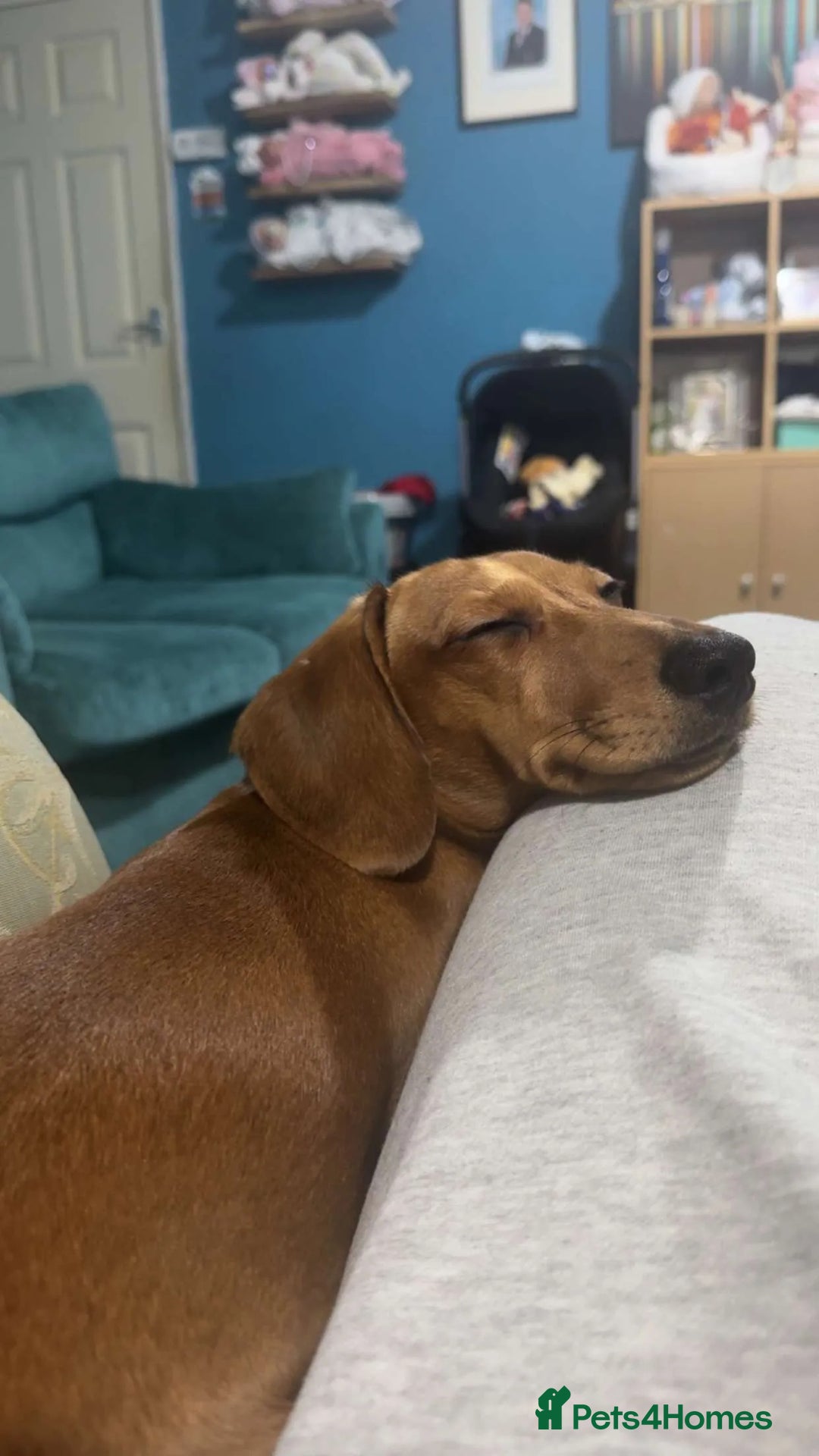 Miniature Dachshund dogs for sale: Miniature Dachshund for Rehoming  - Advert 1