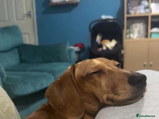 Miniature Dachshund dogs Miniature Dachshund for Rehoming - Advert 18