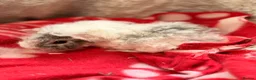 Guinea Pig rodents for sale: LOVELY BABY GUINEA PIGS - Advert 13